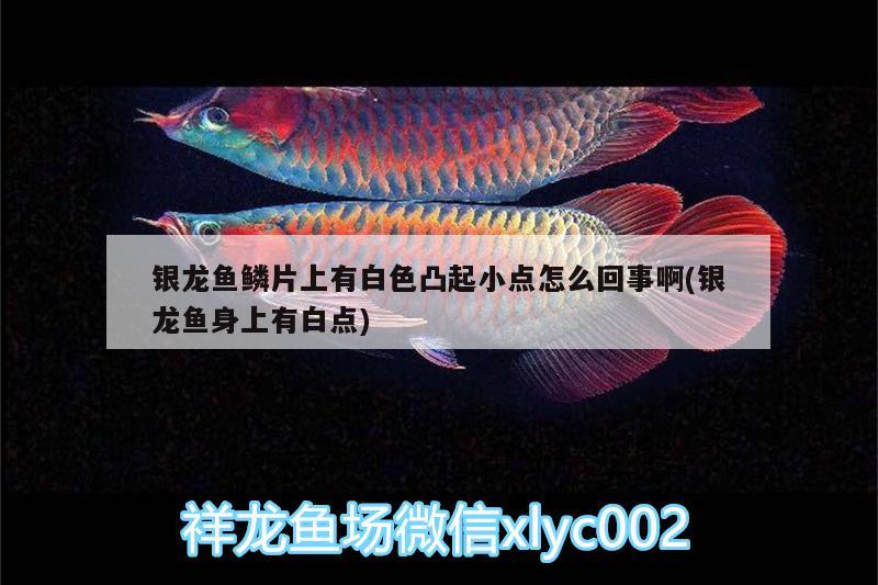 銀龍魚鱗片上有白色凸起小點(diǎn)怎么回事啊(銀龍魚身上有白點(diǎn)) 銀龍魚百科