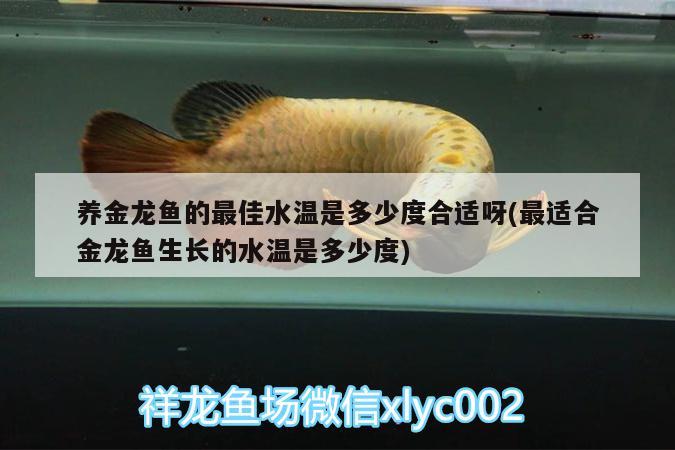 養(yǎng)金龍魚的最佳水溫是多少度合適呀(最適合金龍魚生長的水溫是多少度) 眼斑魚