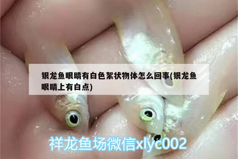 銀龍魚眼睛有白色絮狀物體怎么回事(銀龍魚眼睛上有白點) 銀龍魚