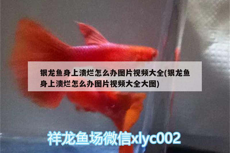 銀龍魚身上潰爛怎么辦圖片視頻大全(銀龍魚身上潰爛怎么辦圖片視頻大全大圖) 銀龍魚百科