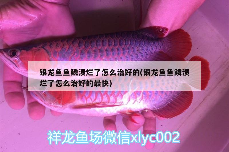 銀龍魚魚鱗潰爛了怎么治好的(銀龍魚魚鱗潰爛了怎么治好的最快)