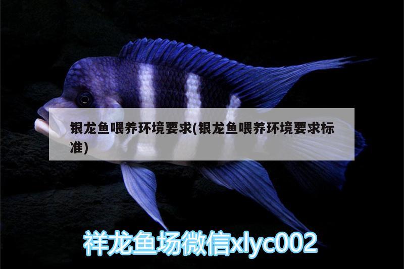 銀龍魚喂養(yǎng)環(huán)境要求(銀龍魚喂養(yǎng)環(huán)境要求標準) 銀龍魚