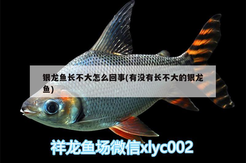 銀龍魚長不大怎么回事(有沒有長不大的銀龍魚) 銀龍魚百科