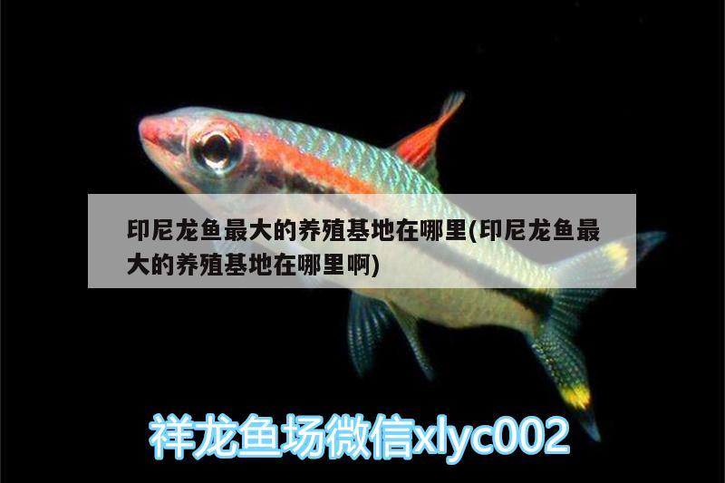 印尼龍魚最大的養(yǎng)殖基地在哪里(印尼龍魚最大的養(yǎng)殖基地在哪里啊) 圣菲埃及魚