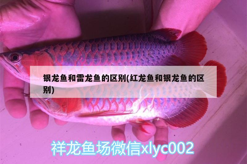 銀龍魚和雷龍魚的區(qū)別(紅龍魚和銀龍魚的區(qū)別) 銀龍魚百科