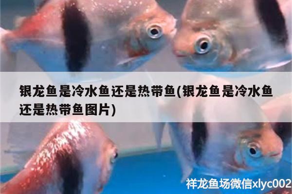 銀龍魚是冷水魚還是熱帶魚(銀龍魚是冷水魚還是熱帶魚圖片)