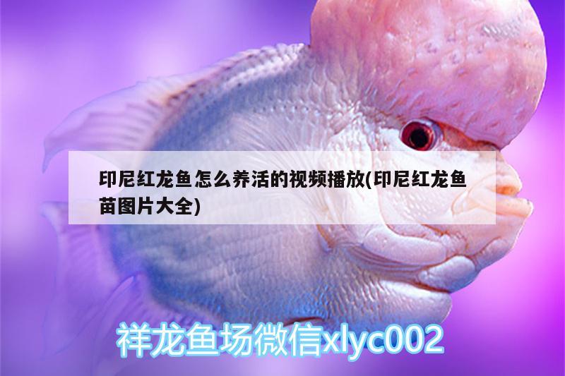 印尼紅龍魚怎么養(yǎng)活的視頻播放(印尼紅龍魚苗圖片大全)