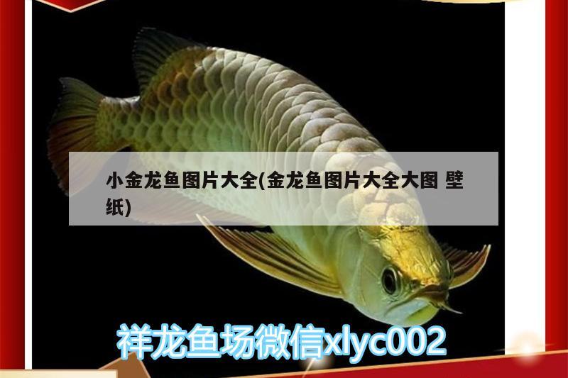 小金龍魚(yú)圖片大全(金龍魚(yú)圖片大全大圖壁紙) 金老虎魚(yú)