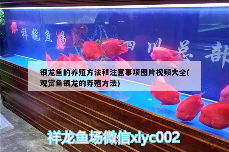 銀龍魚的養(yǎng)殖方法和注意事項圖片視頻大全(觀賞魚銀龍的養(yǎng)殖方法) 銀龍魚