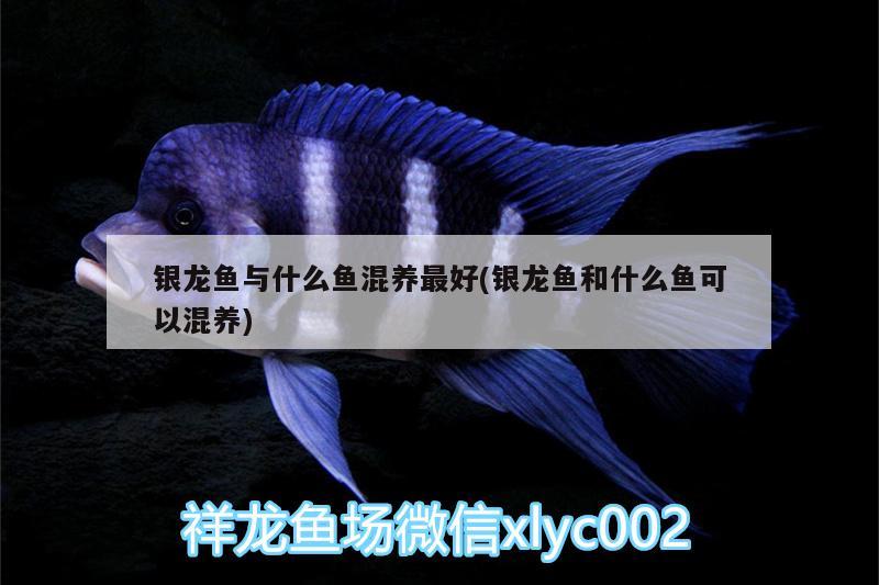 銀龍魚與什么魚混養(yǎng)最好(銀龍魚和什么魚可以混養(yǎng)) 銀龍魚