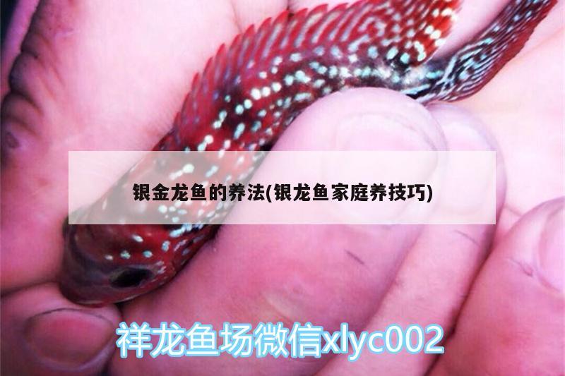 銀金龍魚的養(yǎng)法(銀龍魚家庭養(yǎng)技巧) 銀龍魚百科