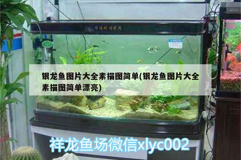 銀龍魚圖片大全素描圖簡單(銀龍魚圖片大全素描圖簡單漂亮) 銀龍魚