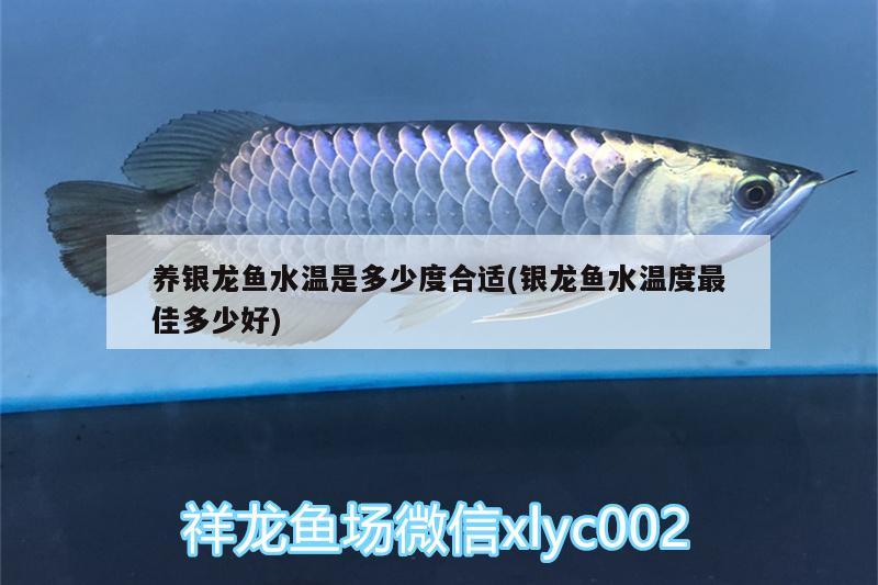 養(yǎng)銀龍魚水溫是多少度合適(銀龍魚水溫度最佳多少好) 銀龍魚百科