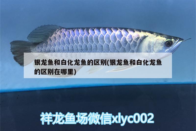 銀龍魚和白化龍魚的區(qū)別(銀龍魚和白化龍魚的區(qū)別在哪里) 銀龍魚百科