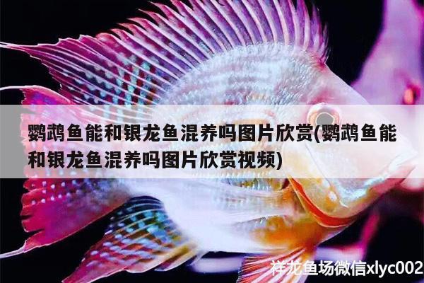 鸚鵡魚能和銀龍魚混養(yǎng)嗎圖片欣賞(鸚鵡魚能和銀龍魚混養(yǎng)嗎圖片欣賞視頻) 鸚鵡魚