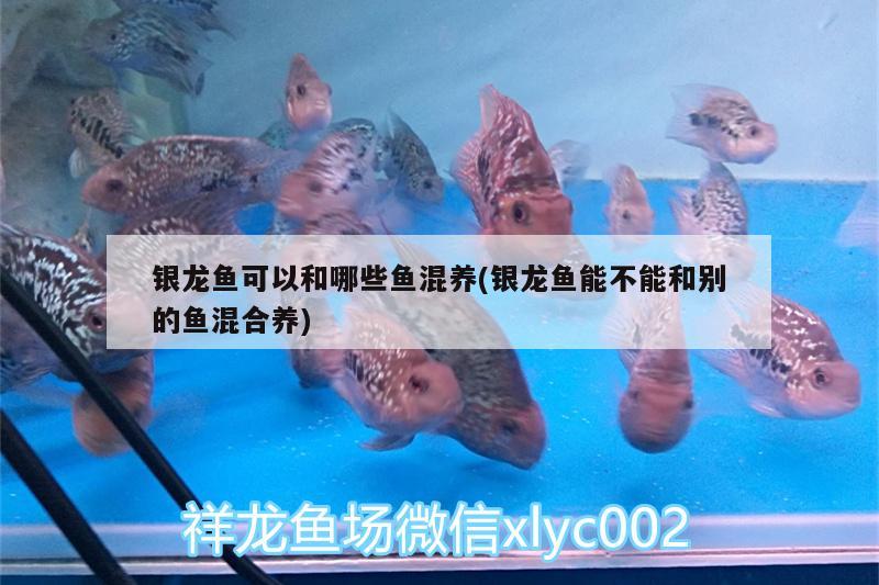 銀龍魚可以和哪些魚混養(yǎng)(銀龍魚能不能和別的魚混合養(yǎng))