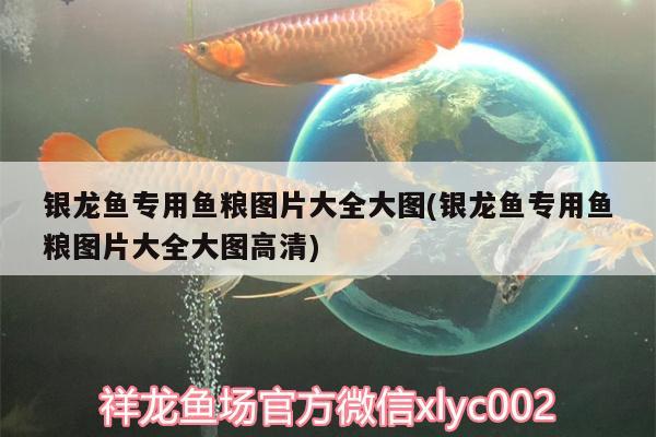 銀龍魚專用魚糧圖片大全大圖(銀龍魚專用魚糧圖片大全大圖高清) 銀龍魚