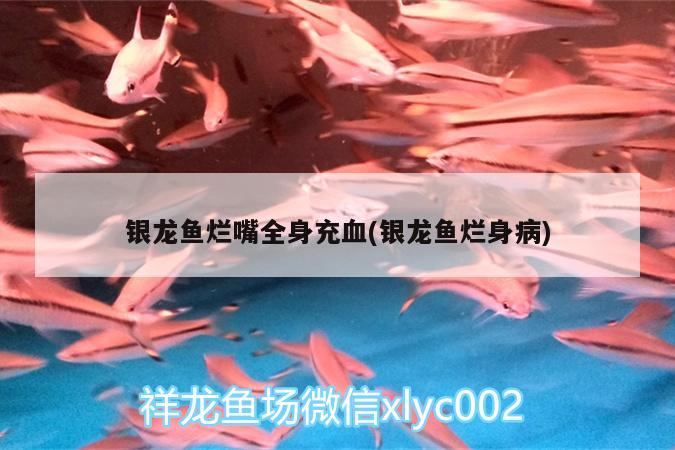 銀龍魚爛嘴全身充血(銀龍魚爛身病) 銀龍魚