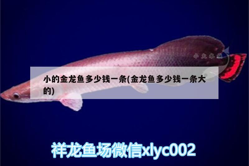 小的金龍魚多少錢一條(金龍魚多少錢一條大的) 大嘴鯨魚