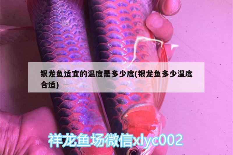 銀龍魚(yú)適宜的溫度是多少度(銀龍魚(yú)多少溫度合適) 銀龍魚(yú)百科