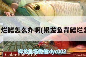 銀龍魚爛鰭怎么辦啊(銀龍魚背鰭爛怎么治)