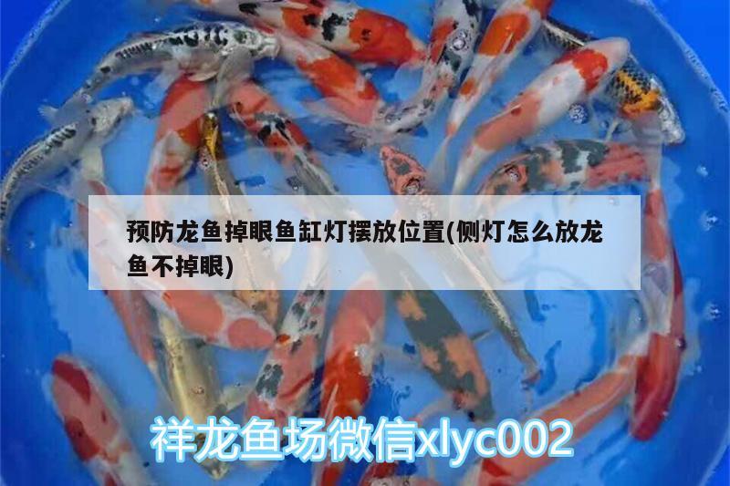 預(yù)防龍魚掉眼魚缸燈擺放位置(側(cè)燈怎么放龍魚不掉眼) 埃及神仙魚