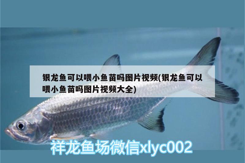 銀龍魚可以喂小魚苗嗎圖片視頻(銀龍魚可以喂小魚苗嗎圖片視頻大全)