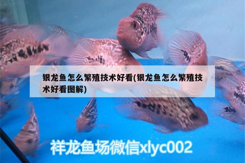 銀龍魚怎么繁殖技術(shù)好看(銀龍魚怎么繁殖技術(shù)好看圖解)