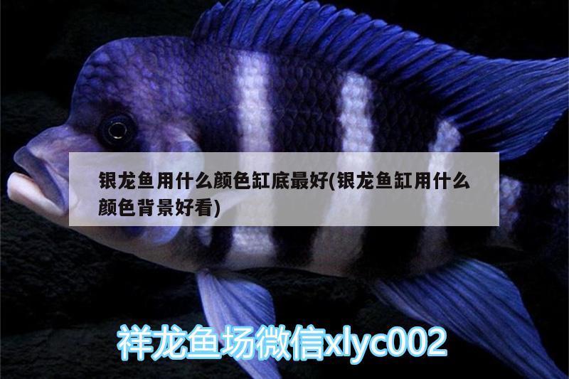 銀龍魚(yú)用什么顏色缸底最好(銀龍魚(yú)缸用什么顏色背景好看) 銀龍魚(yú)