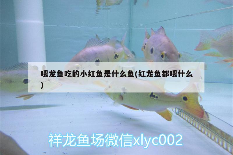 喂龍魚吃的小紅魚是什么魚(紅龍魚都喂什么) 其它水族用具設備