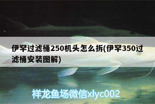 伊罕過濾桶250機頭怎么拆(伊罕350過濾桶安裝圖解) 伊罕水族