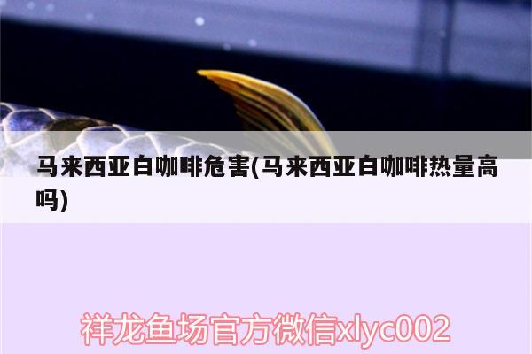 馬來西亞白咖啡危害(馬來西亞白咖啡熱量高嗎) 馬來西亞咖啡