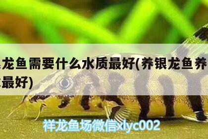 養(yǎng)銀龍魚需要什么水質(zhì)最好(養(yǎng)銀龍魚養(yǎng)幾條風(fēng)水最好) 魚缸風(fēng)水