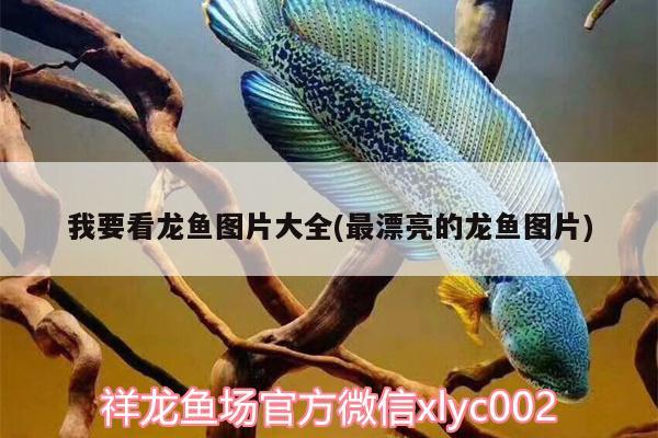 我要看龍魚(yú)圖片大全(最漂亮的龍魚(yú)圖片) 紅頭利魚(yú)