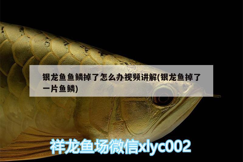 銀龍魚魚鱗掉了怎么辦視頻講解(銀龍魚掉了一片魚鱗) 銀龍魚百科