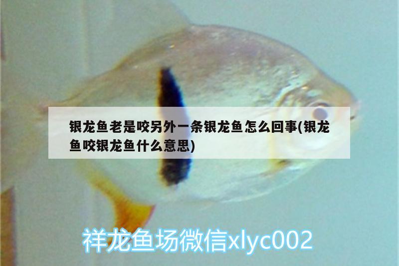 銀龍魚老是咬另外一條銀龍魚怎么回事(銀龍魚咬銀龍魚什么意思) 銀龍魚