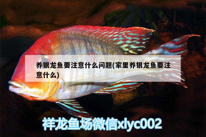 養(yǎng)銀龍魚要注意什么問題(家里養(yǎng)銀龍魚要注意什么)