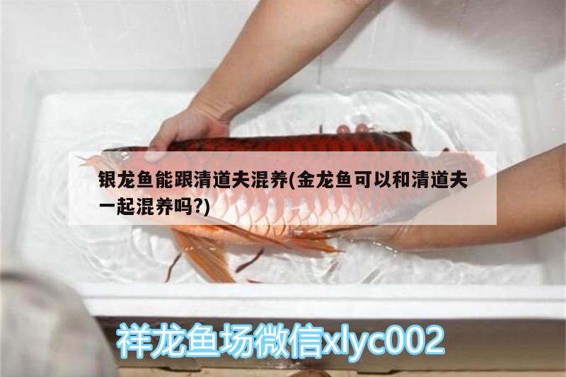 銀龍魚能跟清道夫混養(yǎng)(金龍魚可以和清道夫一起混養(yǎng)嗎?) 銀龍魚百科