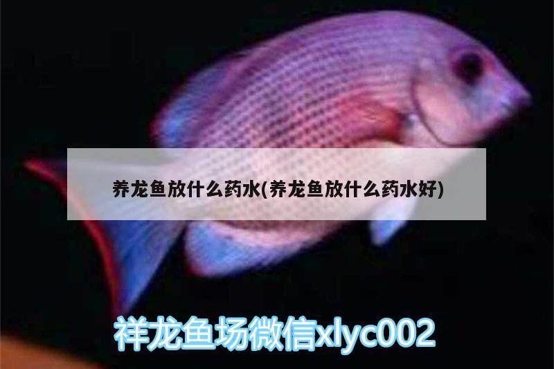 養(yǎng)龍魚放什么藥水(養(yǎng)龍魚放什么藥水好)