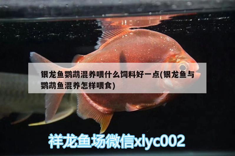 銀龍魚鸚鵡混養(yǎng)喂什么飼料好一點(diǎn)(銀龍魚與鸚鵡魚混養(yǎng)怎樣喂食) 鸚鵡魚