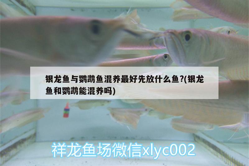 銀龍魚與鸚鵡魚混養(yǎng)最好先放什么魚?(銀龍魚和鸚鵡能混養(yǎng)嗎) 鸚鵡魚