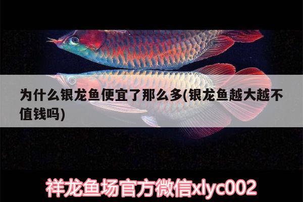 為什么銀龍魚便宜了那么多(銀龍魚越大越不值錢嗎) 銀龍魚百科