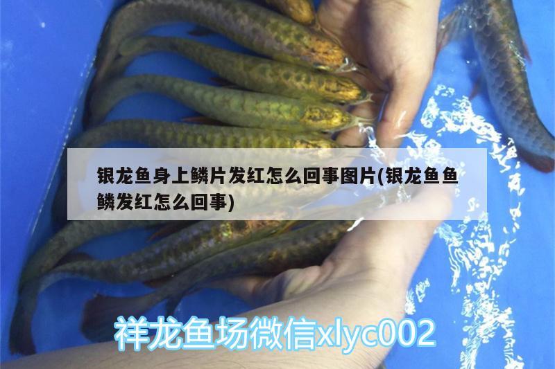 銀龍魚(yú)身上鱗片發(fā)紅怎么回事圖片(銀龍魚(yú)魚(yú)鱗發(fā)紅怎么回事) 銀龍魚(yú)百科