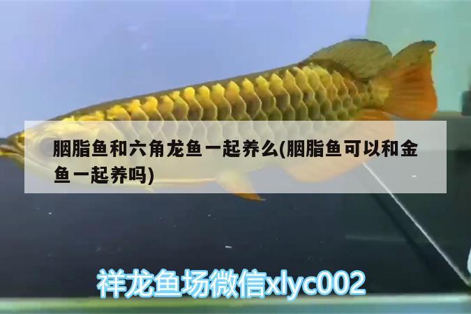 胭脂魚(yú)和六角龍魚(yú)一起養(yǎng)么(胭脂魚(yú)可以和金魚(yú)一起養(yǎng)嗎) 恐龍王魚(yú)