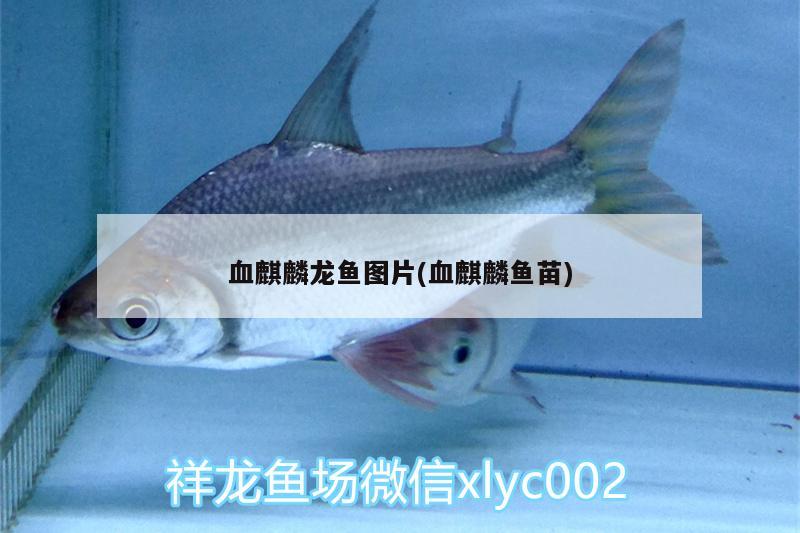 血麒麟龍魚圖片(血麒麟魚苗) 黑帝王魟魚