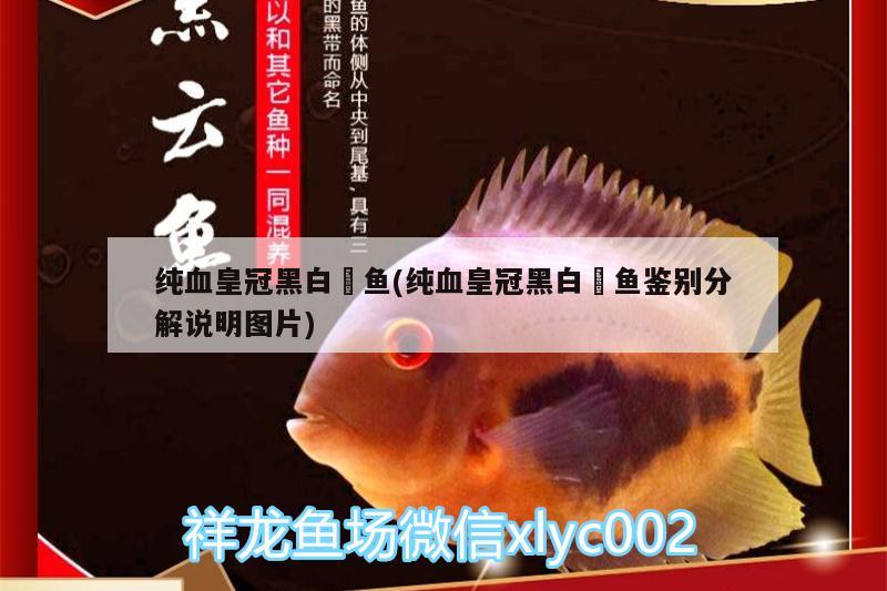 純血皇冠黑白魟魚(純血皇冠黑白魟魚鑒別分解說明圖片) 純血皇冠黑白魟魚