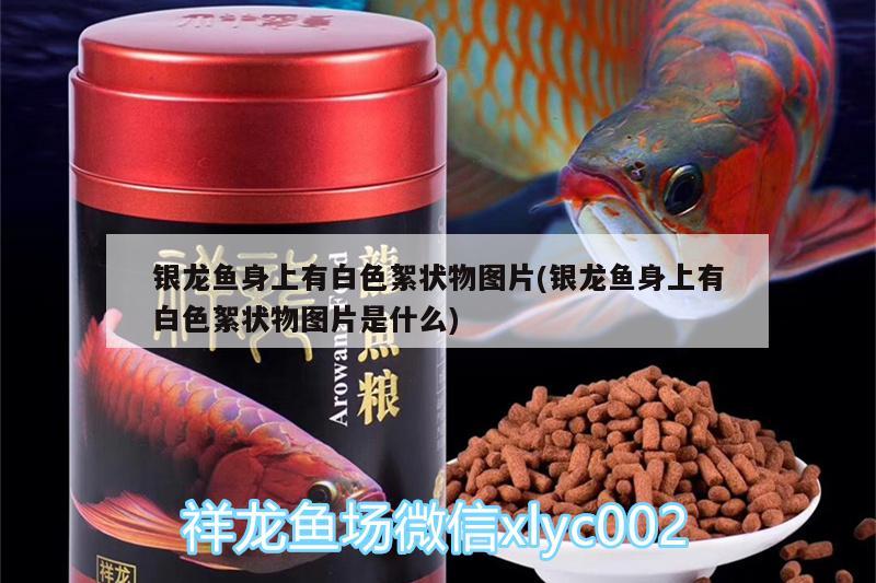 銀龍魚身上有白色絮狀物圖片(銀龍魚身上有白色絮狀物圖片是什么) 銀龍魚