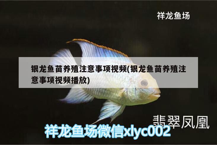 銀龍魚(yú)苗養(yǎng)殖注意事項(xiàng)視頻(銀龍魚(yú)苗養(yǎng)殖注意事項(xiàng)視頻播放)