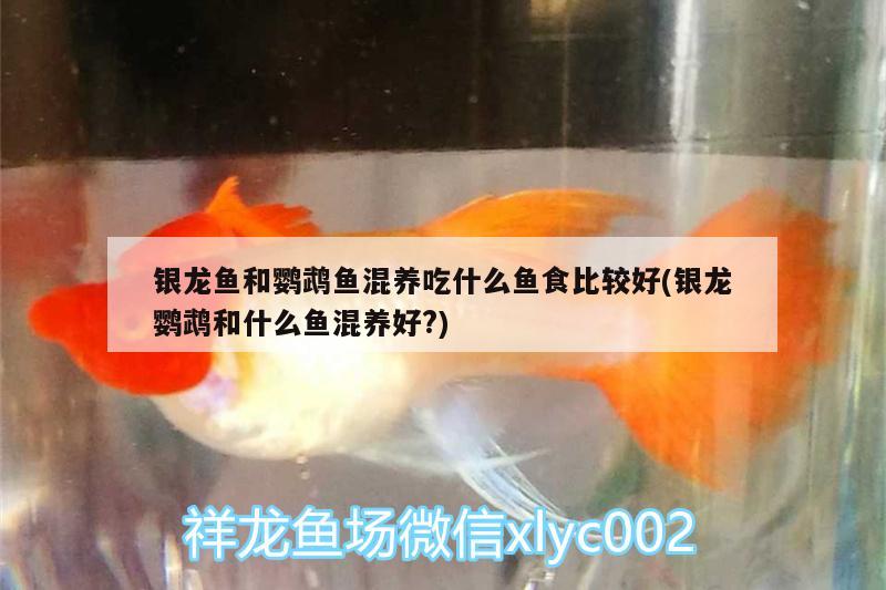 銀龍魚和鸚鵡魚混養(yǎng)吃什么魚食比較好(銀龍鸚鵡和什么魚混養(yǎng)好?) 鸚鵡魚