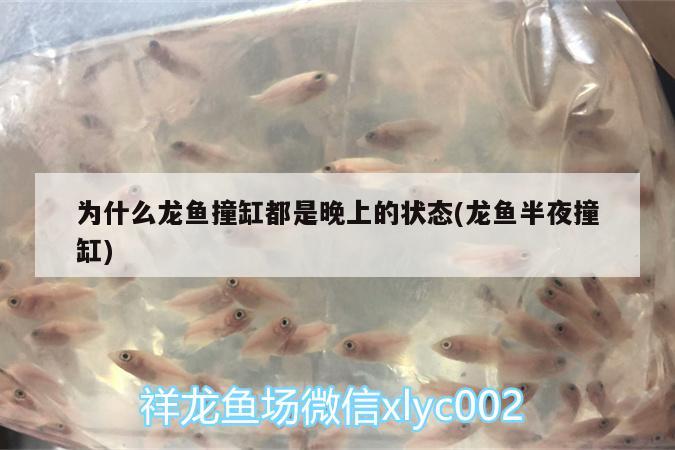 為什么龍魚撞缸都是晚上的狀態(tài)(龍魚半夜撞缸)